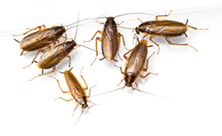 Cockroach Facts Beyond Belief
