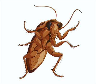 Cockroach Facts Beyond Belief