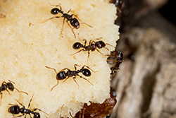 Sugar Ant Pest Control