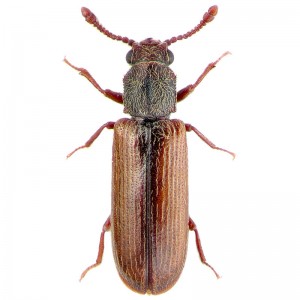 powderpost beetle quick facts