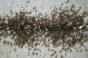 Sugar Ant Pest Control
