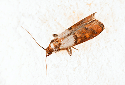 Pantry Moth Extermination