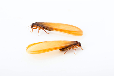 Termite Prevention Basics - ApolloX Pest Control - 888-499-7378