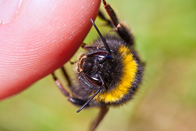 How to Get Rid of Bees - Bumble Bee Pictured