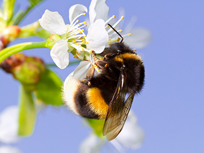 How to Get Rid of Bees - Bumble Bees Pictured