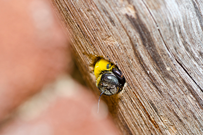 How to Get Rid of Bees - Carpenter Bee Pictured