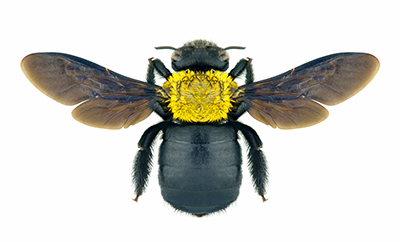 bees-carpenter-bees-011