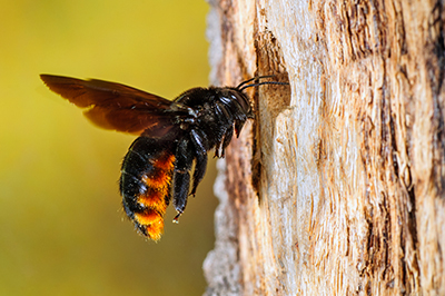 Carpenter Bee Prevention, Treatment