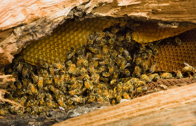 How to Get Rid of Bees - Honey Bees Pictured