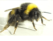 bees-pest-control-bridgeport-apollox