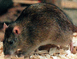 rats-pest-control-bridgeport-apollox