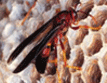wasps-pest-control-bridgeport-apollox