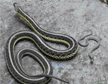 snakes-pest-control-bridgeport-apollox