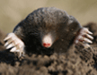 moles-pest-control-fairfield-county-apollox