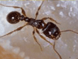 ants-pest-control-fairfield-county-apollox