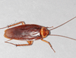 cockroach-pest-control-norwalk-apollox