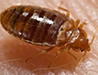 bed-bugs-pest-control-stamford-apollox