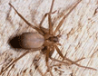 spider-pest-control-stamford-apollox