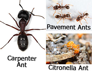 How To Get Rid of Ants in the house