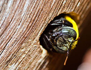 How to get rid of carpenter bees