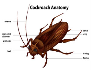 How To Get Rid of Cockroaches