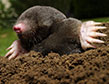 How To Get Rid of Moles