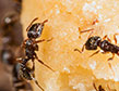 How To Get Rid of Sugar Ants