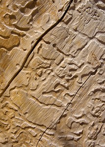 Carpenter Ants Pest Control