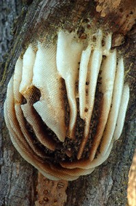 Honey Bees Pest Control