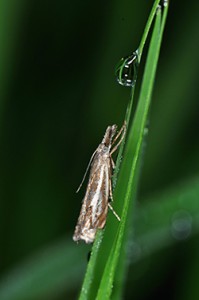 Mediterranean Flour Moth Pest Control