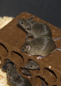 House Mouse Pest Control