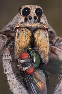 Wolf Spider Pest Control
