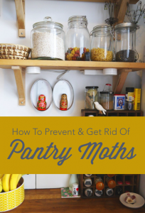 Pantry Moth Extermination Guide