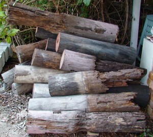 wpid House stumps eaten by termites