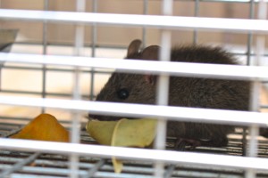 Rat Infestation? Remove them from your home.