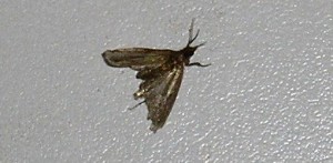 wpid pantry moth