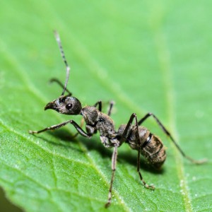 Carpenter Ant Colony Member