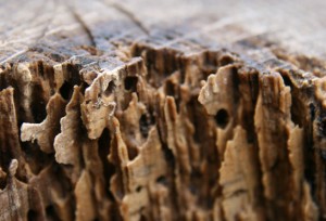Termites In Your Home? Look at the wood.