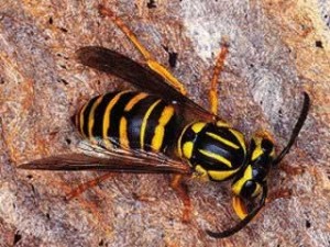 Fall Yellow Jackets, Extremely Aggressive