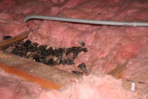 Inspect Replace Insulation