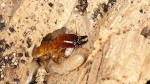 Termites in your firewood pile?