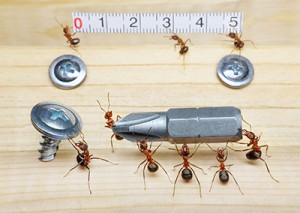 Carpenter Ants Habits