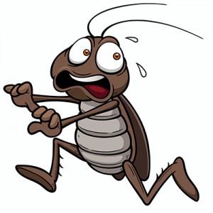 cockroach