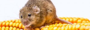 Food Destroying Pests