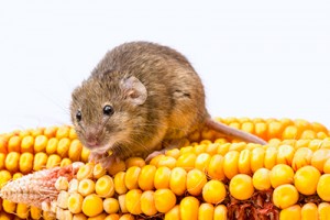 Food Destroying Pests