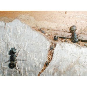 Natural Carpenter Ant Repellents