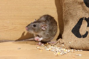 Natural Rat Repellents