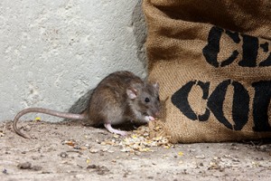 Winter Rodent Pest Control Inspection Checklist