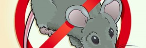 Rat Infestation