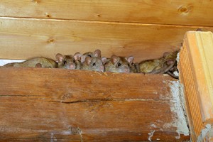 Natural Rat Repellents